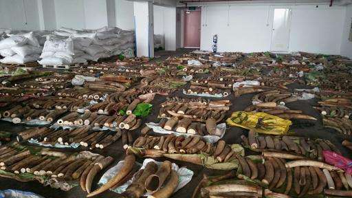 150523 1 1 Illegal Ivory Flowing Out of Kenya