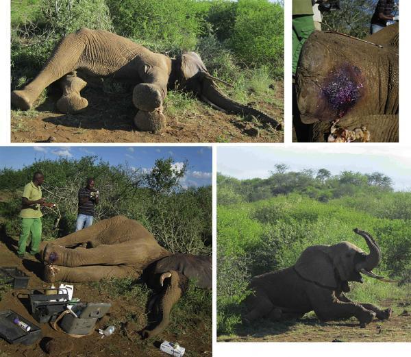 110310 1 1 Elephant Injured by Crossbow Trap Successfully Treated March 2011