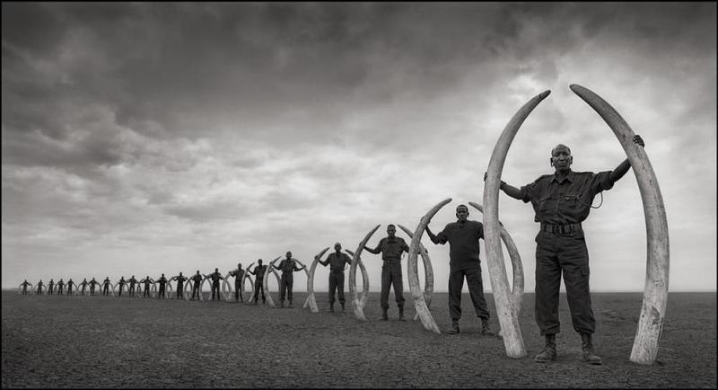 110918 1 1 Big Life Rangers Holding Tusks of Killed Elephants (Prior to Big Life) Amboseli July 2011