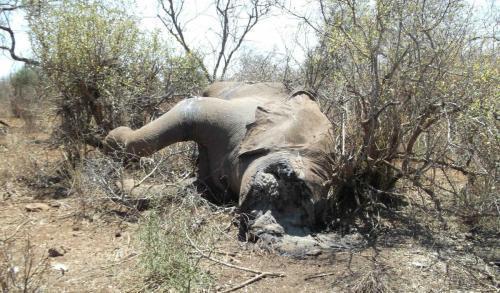 111022 1 1 Body of Elephant Recently Killed by Poachers Sept 2011