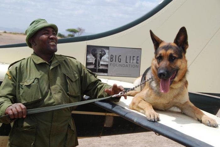 111214 1 1 Jazz One of Big Lifes Tracker Dogs On the Wing of Richards Plane with His Handler Mutinda