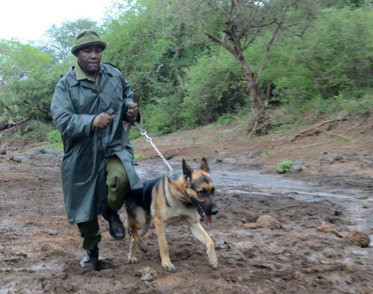 120515 1 2 Jazz One of Big Lifes Tracker Dogs with Mutinda His Handler