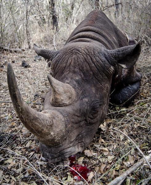 120925 1 1 Rhino Gunned Down in the Chyulu Hills
