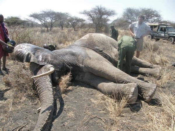 130920 1 1 Two Crop Raiding Elephants Found and Treated for Spear Wounds