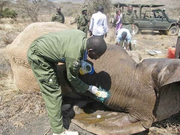 130920 1 2 Two Crop Raiding Elephants Found and Treated for Spear Wounds