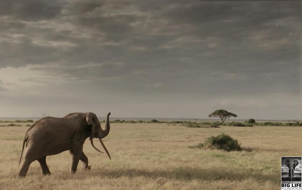 140127 1 1 A Change Comin On the Newly Minted Kenya Wildlife Act and What It Means for Big Life