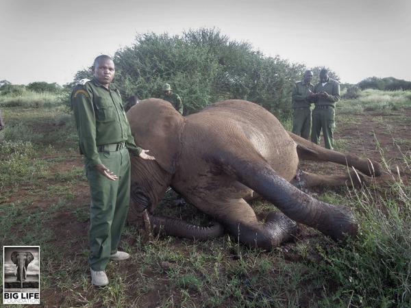 140324 1 1 Pregnant Elephant Speared to Death in Amboseli