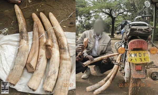140731 1 1 Big Life Confiscates Ivory in Sting Operation
