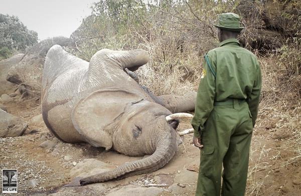 140804 1 1 9 Year Old Elephant Dead in Human Wildlife Conflict