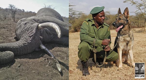 141017 1 1 Big Life Tanzania Tracker Dogs Lead to Arrest of Latest Elephant Killers