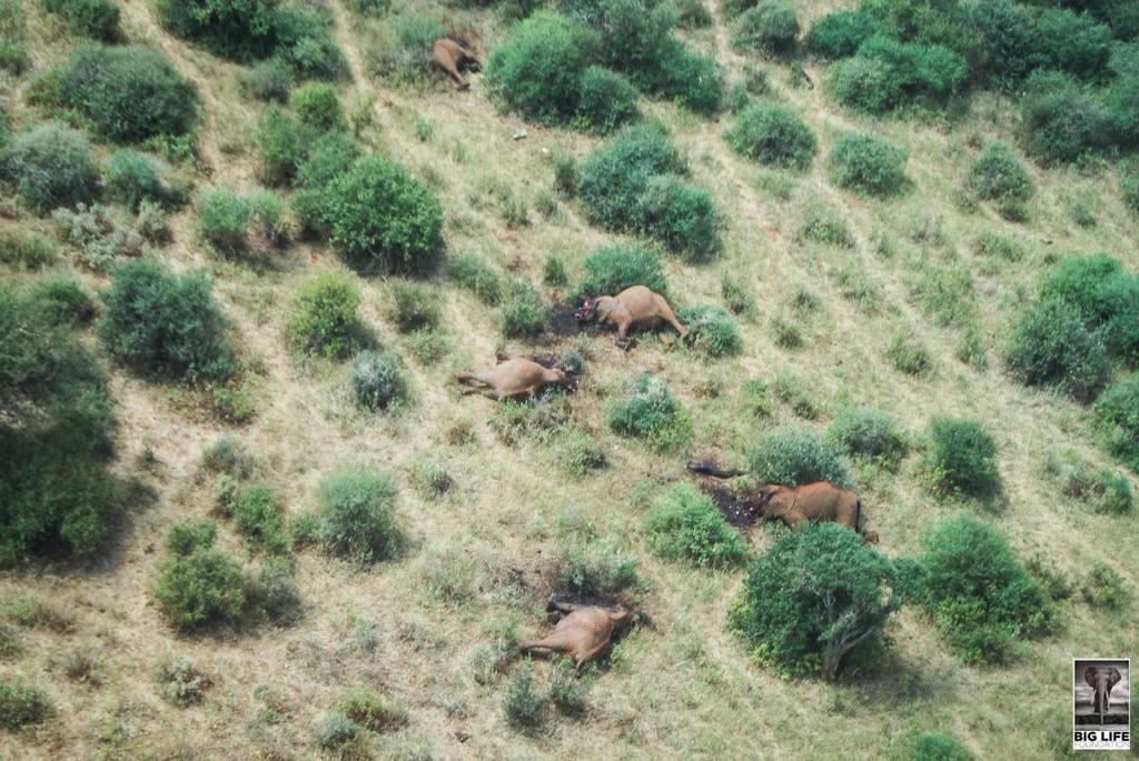 150730 1 1 Elephant Family Butchered in Tsavo
