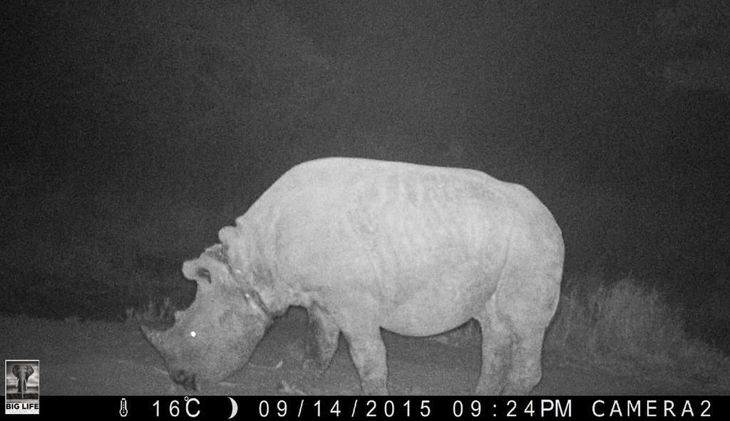 150916 1 1 Rangers Race Against Time to Rescue Snared Rhino Calf