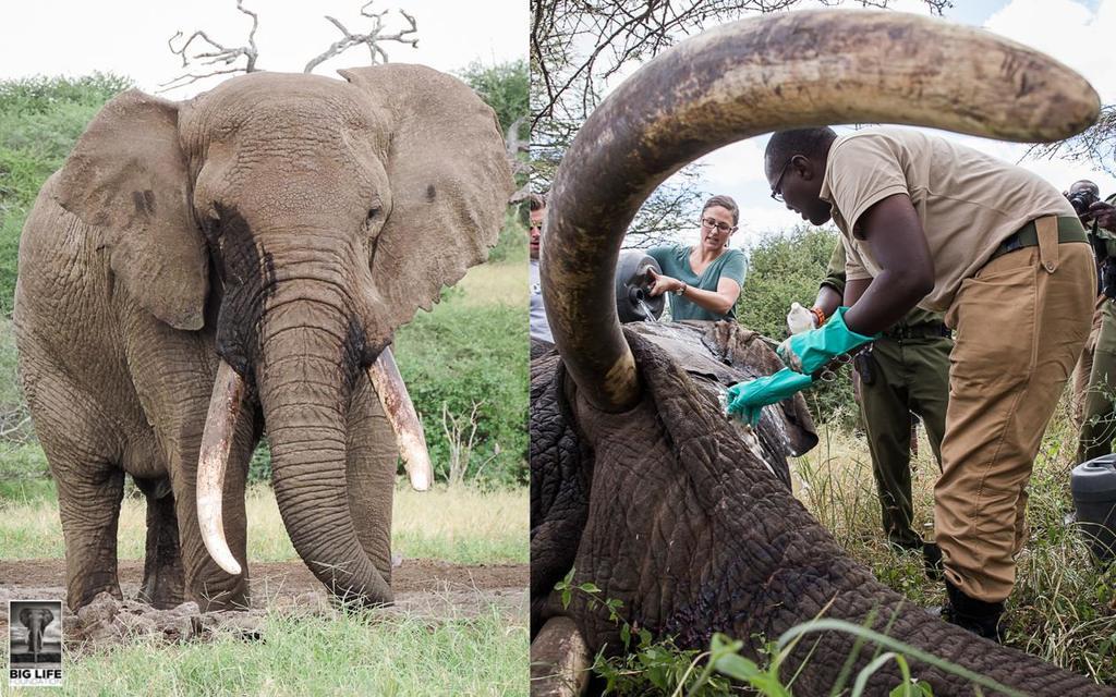 160601 1 1 Speared Elephant Treated in Record Time