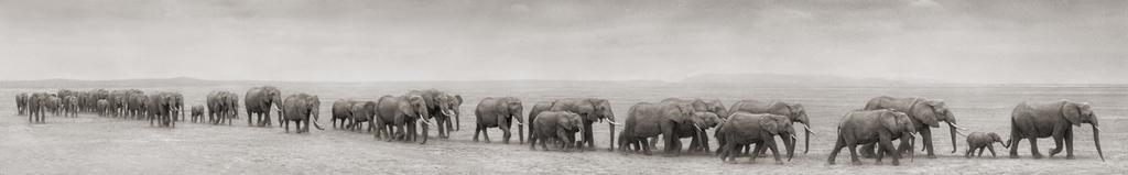 The Elephants Line in the Sand Chapter Two
