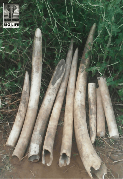 Poachers Caught - Ivory From Four Dead Elephants Confiscated