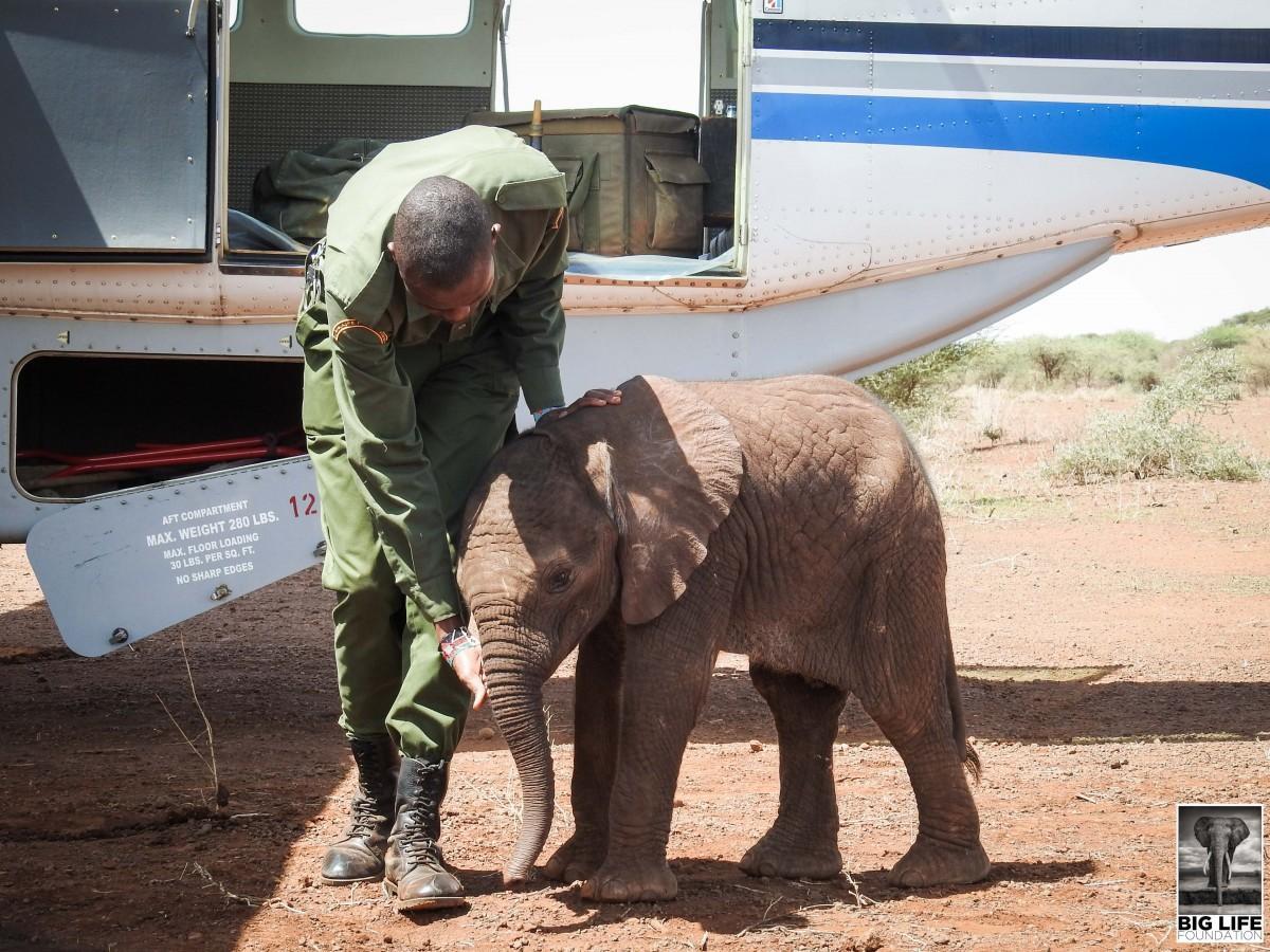 Baby elephant rescued