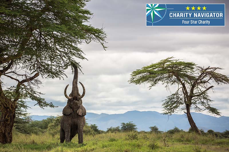 Elephant reaching up for a 4-star Charity Navigator rating