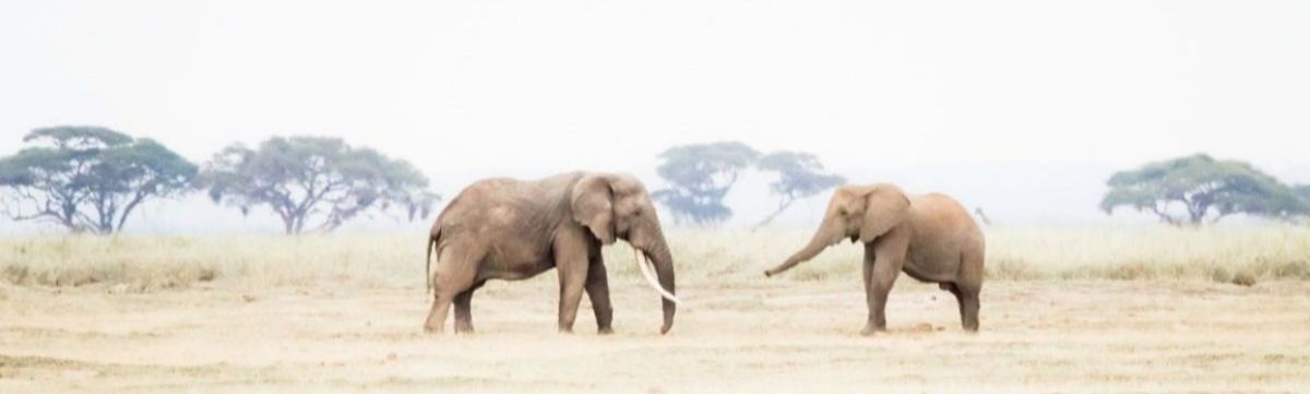 191118 elephants in africa share a moment