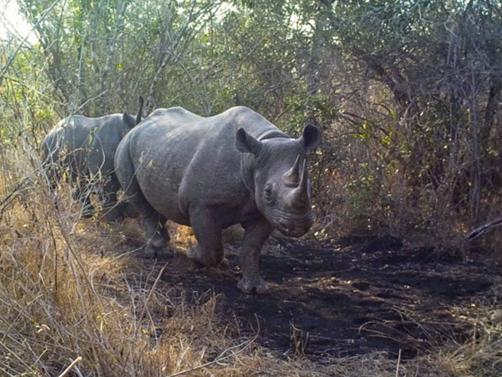 200922 world rhino day sm
