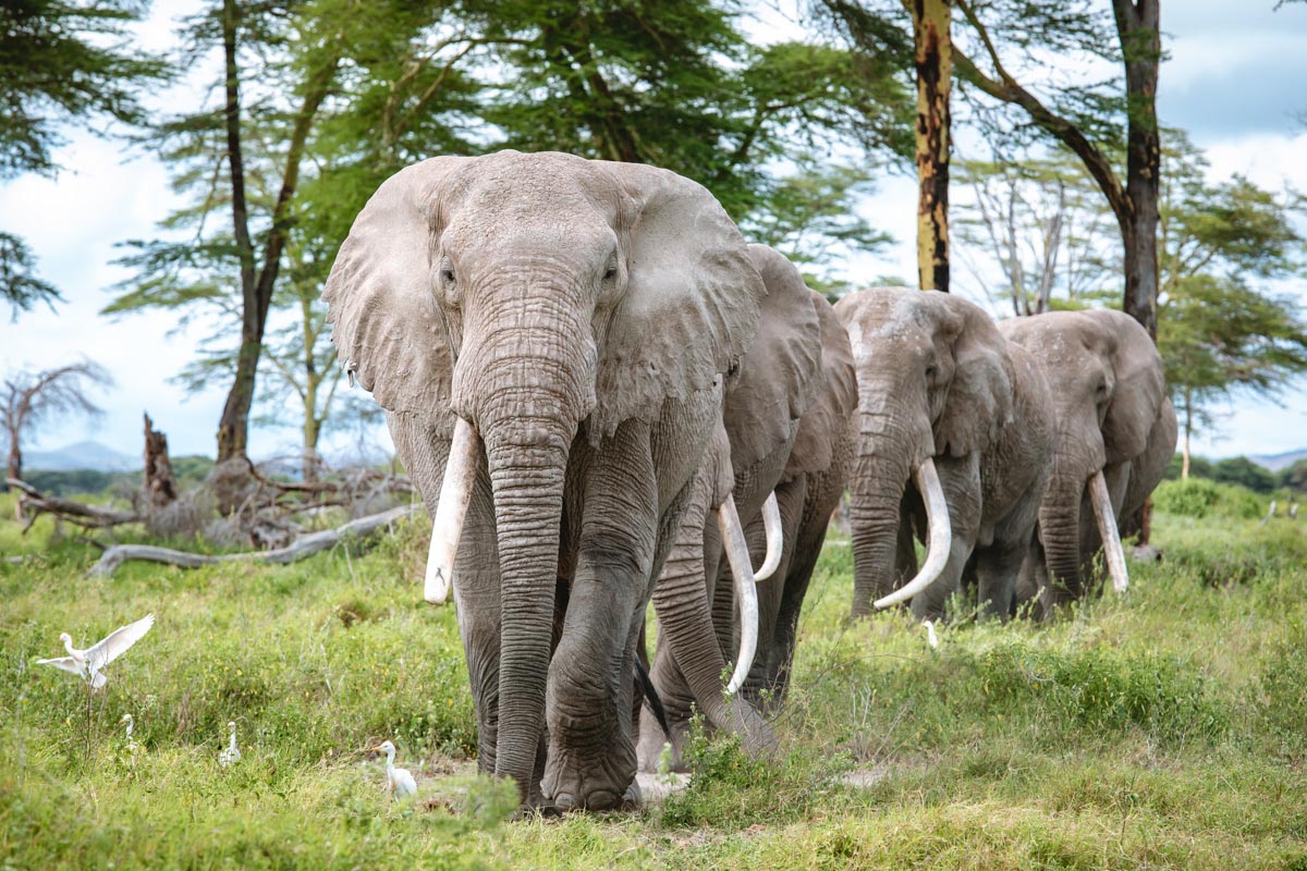 201206 elephants enjoying free space in amboseli