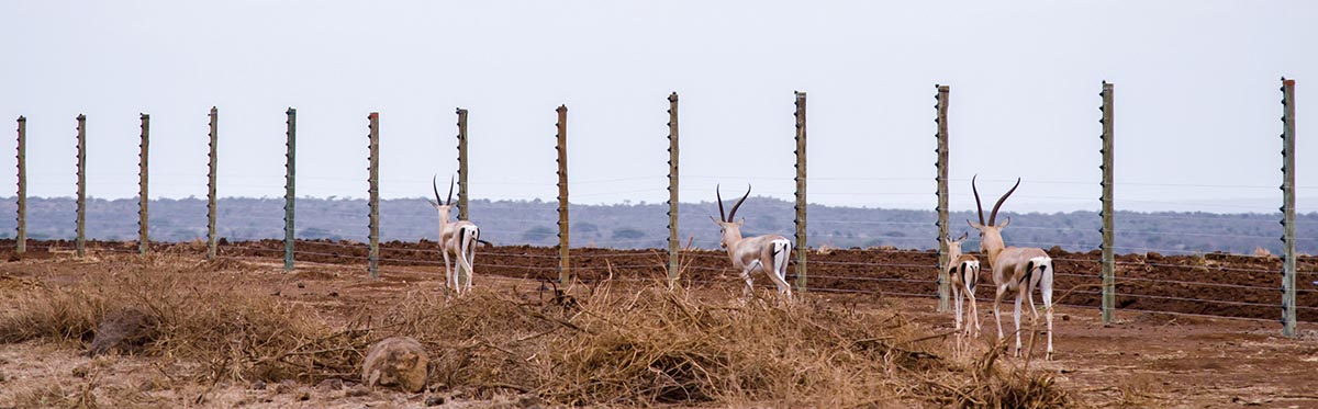 201206 gazelle walk past farm fence
