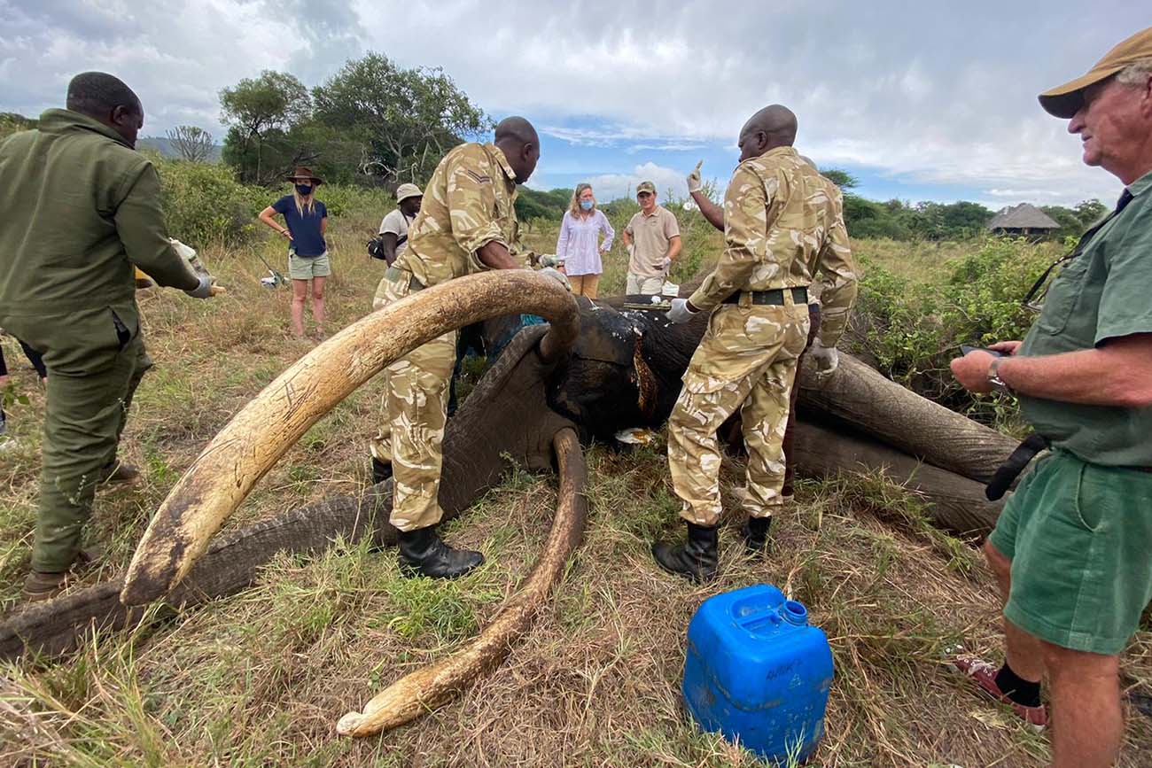210327 elephant has wound treated in east africa