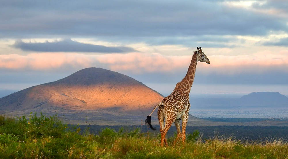 211201 giraffe in the wild in east africa