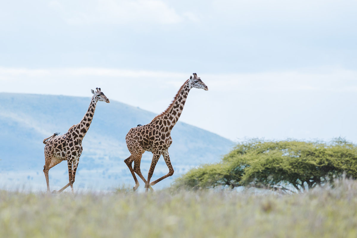 211216 giraffes running in the wild