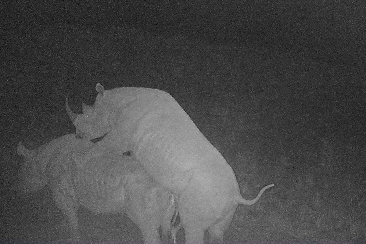 220922 black rhinos doing it for rhinos