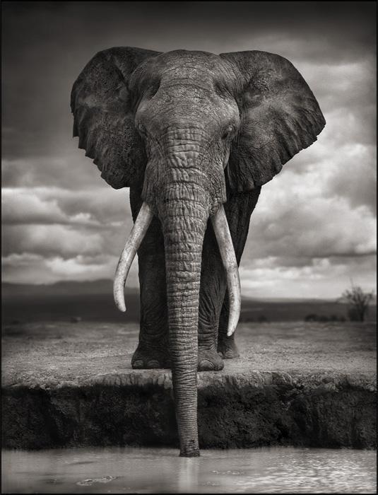 110612 1 2 Elephant Drinking (Igor) Amboseli 2007 Killed by Poachers 2009 (c) Nick Brandt 2011