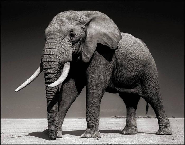 110612 1 5 Elephant with Half Ear (Winston) Amboseli July 2010 Killed by Poachers August 2010 (c) Nick Brandt 2011