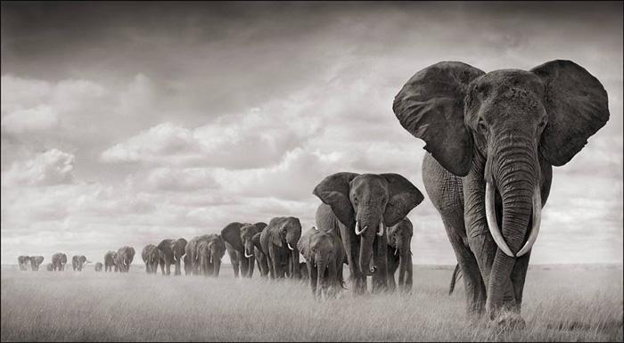 110612 1 6 Elephants Walking Through Grass Amboseli 2008 Leading Matriarch (Marianna) Killed by Poachers 2009 (c) Nick Brandt 2011