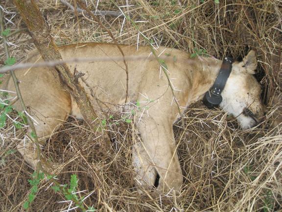 120214 1 1 Big Life Team Saves Pride of Lions from Poisoning by Banned Us Poison