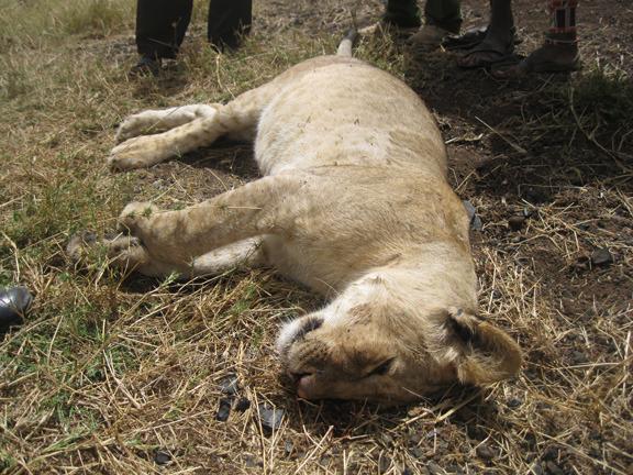120214 1 2 Big Life Team Saves Pride of Lions from Poisoning by Banned Us Poison