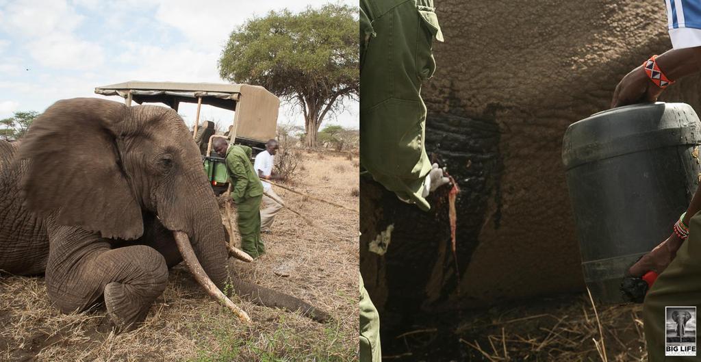 151101 1 1 Elephant Treated After Being Speared in the Back