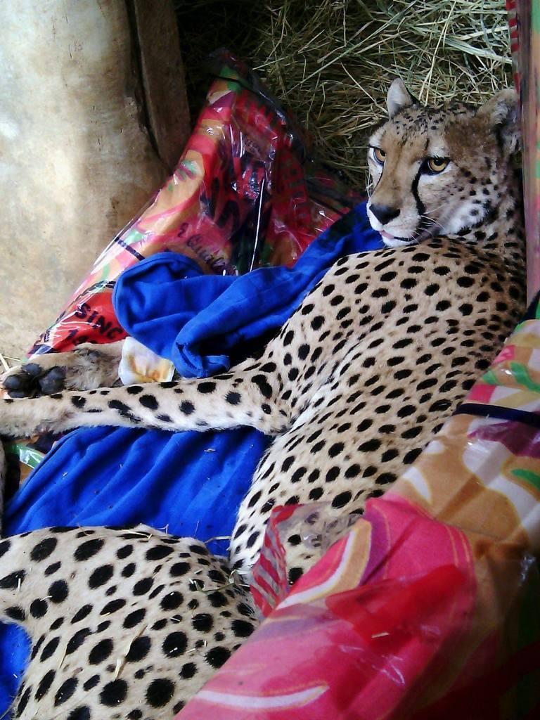 151120 1 1 Rangers Rescue Snared Cheetah