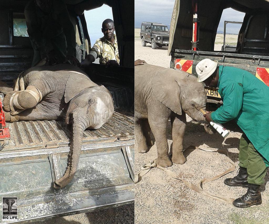 160524 1 1 Blind Baby Elephant Rescued