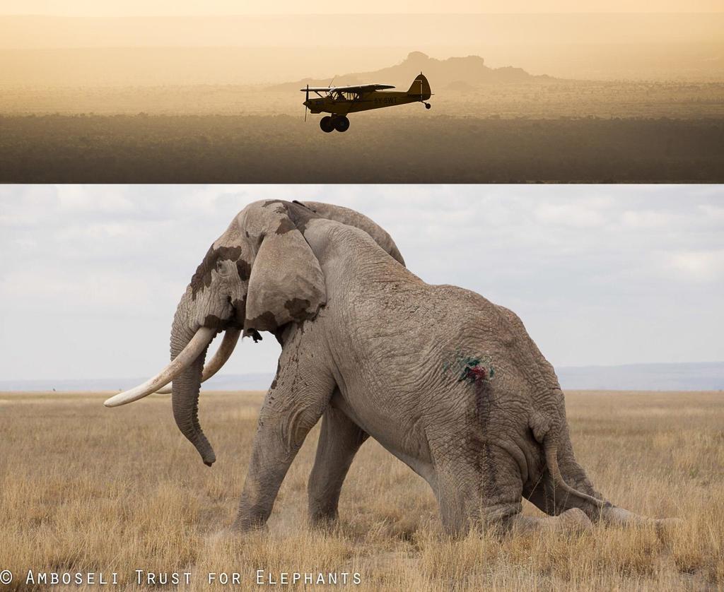 160701 1 1 Spears Fly in Amboseli