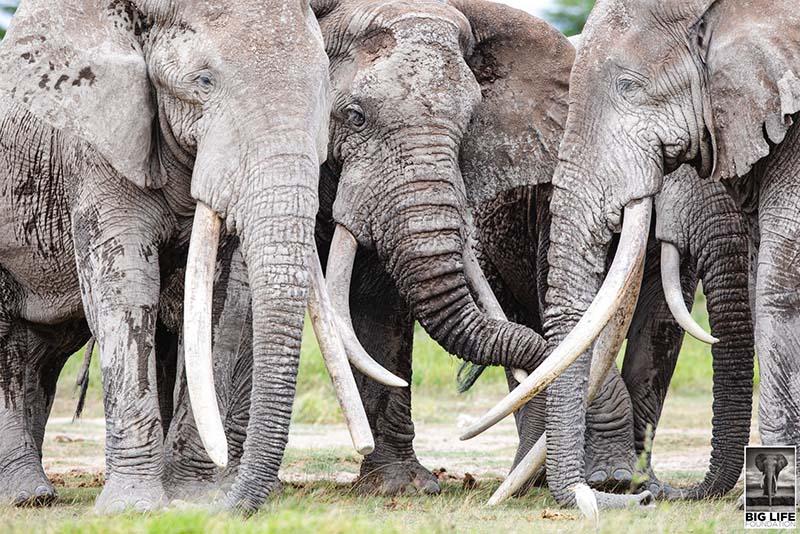 African Elephant Herd stays close to one another