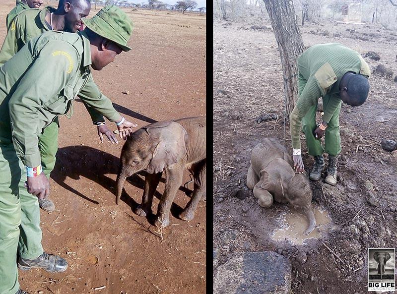 191008 Baby elephant rescue in East Africa
