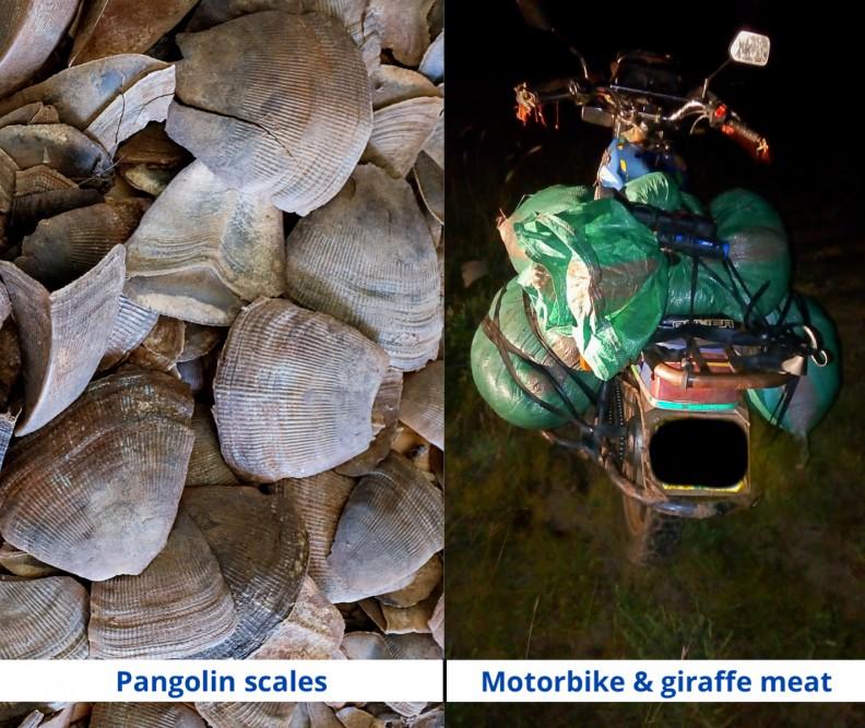 200107 pangolin scales and motorbike with giraffe meat