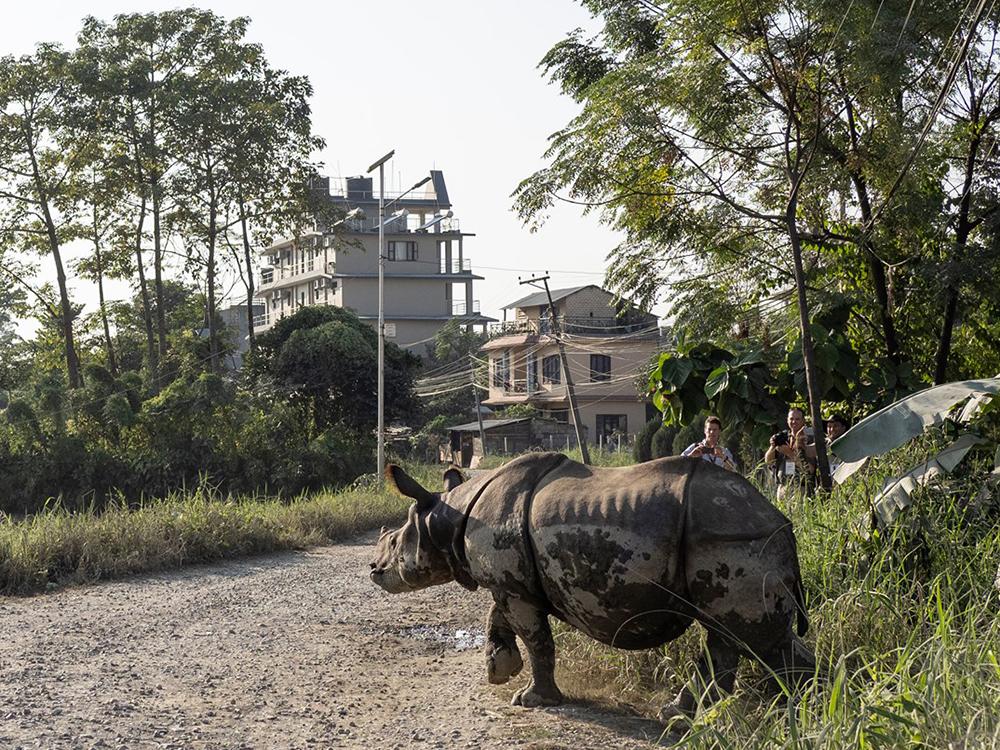 200123 rhino walks in the streets of Nepal