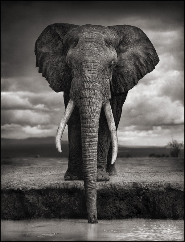New York Times Article About Nick Brandt and Big Life Foundation