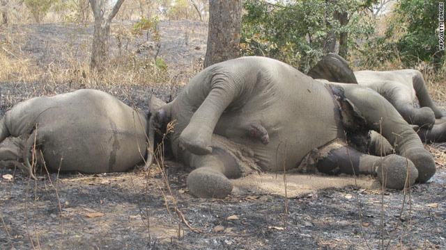 110226 1 1 The Slaughter of Elephants in Chad Grows