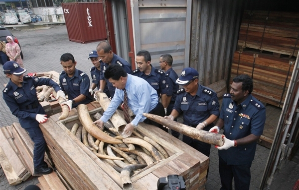 121213 1 1 1500 Elephant Tusks Seized On Way to China Biggest Bust a Sign of Worse Things to Come