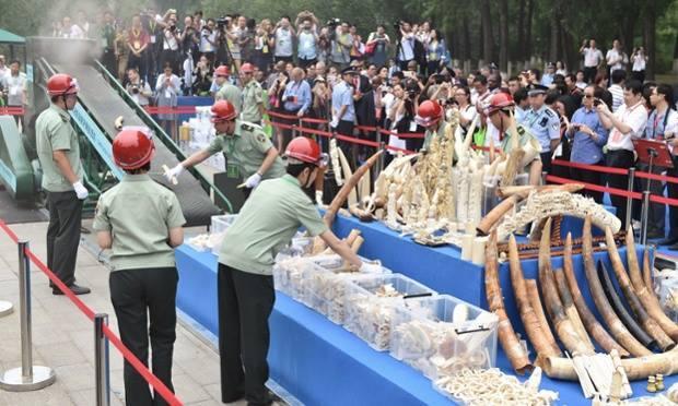 150607 1 1 China Promises to Phase Out Ivory Industry