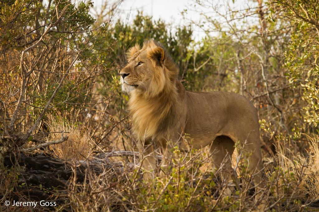 151220 1 1 A Positive Step for the Future of the African Lion